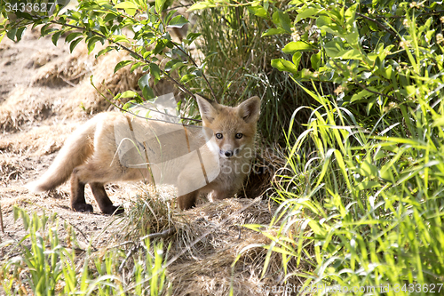 Image of Fox Kit