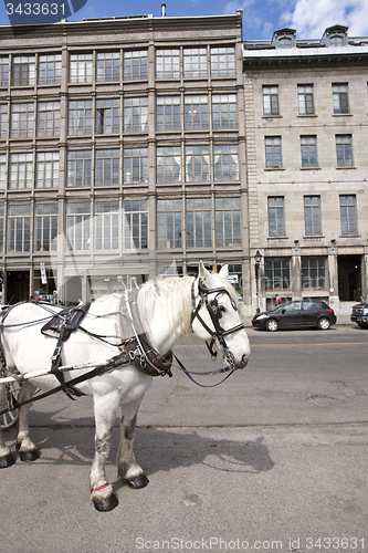 Image of Old Montreal Hansome Cab Horse