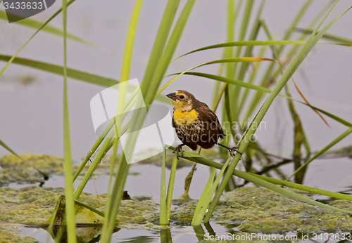 Image of Yellow Headed Black Bird