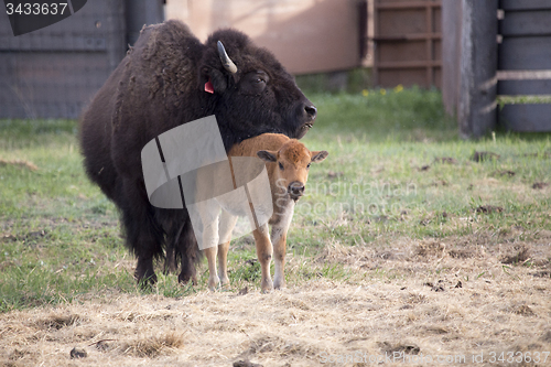 Image of Buffalo bison with young