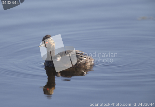 Image of Eared Grebe with Babies