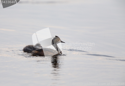 Image of Eared Grebe with Babies