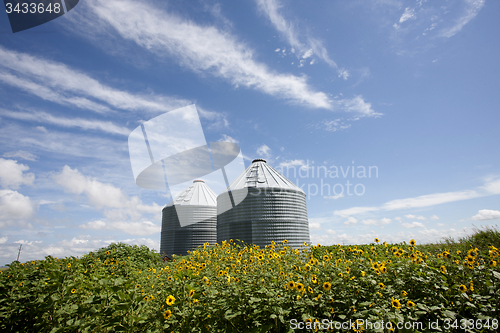 Image of Sunflower Field Manitoba