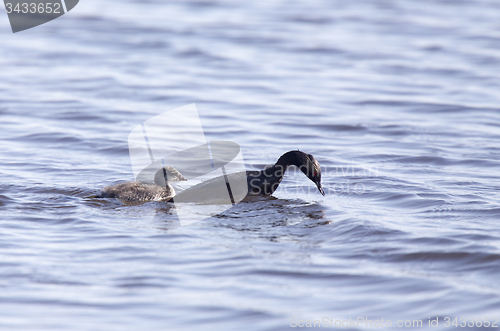 Image of Eared Grebe with Babies