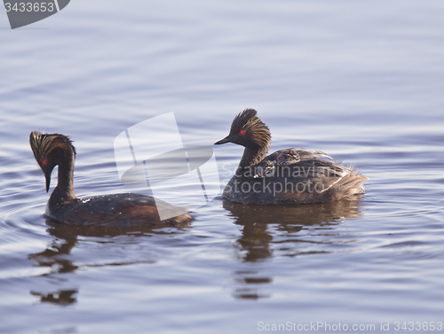 Image of Eared Grebe with Babies