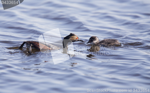 Image of Eared Grebe with Babies