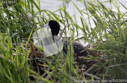 Image of American Coot in Nest