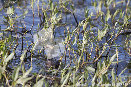 Image of Eared Grebe