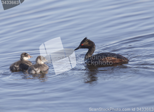 Image of Eared Grebe with Babies