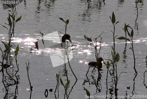 Image of American Coot with baby