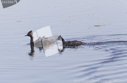 Image of Eared Grebe with Babies