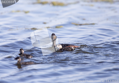 Image of Eared Grebe with Babies