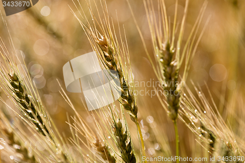 Image of Close Wheat in Field