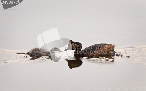 Image of Eared Grebe with Babies