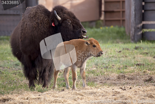 Image of Buffalo bison with young