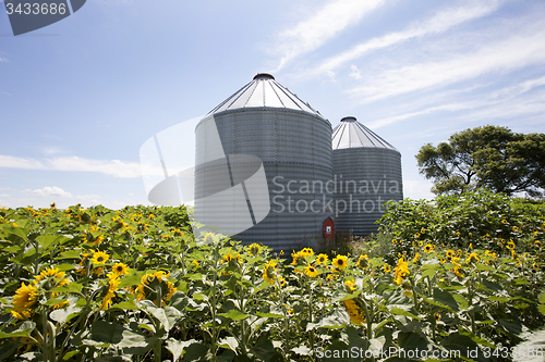 Image of Sunflower Field Manitoba