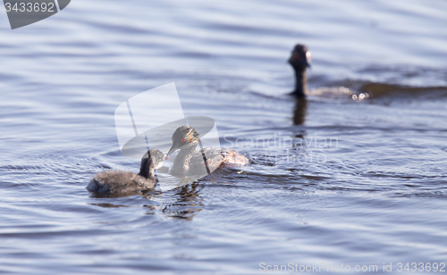 Image of Eared Grebe with Babies