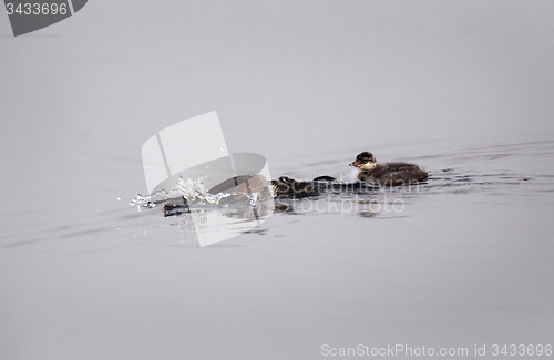 Image of Eared Grebe with Babies