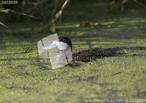 Image of Ruddy Duck in Green Water