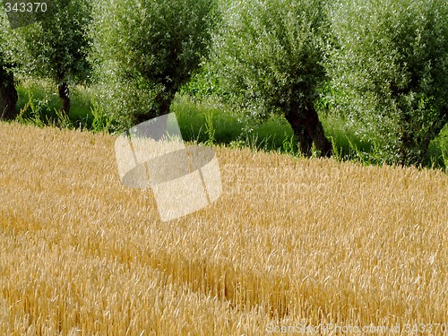 Image of Wheat field