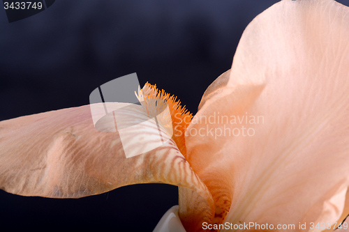 Image of Orange Cosmos flower on black background