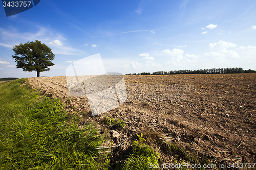 Image of tree in the field  