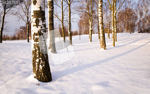 Image of trees   in winter