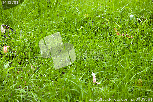 Image of green grass 