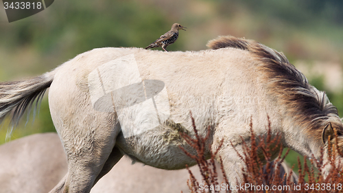 Image of Bird sitting on Konik horse