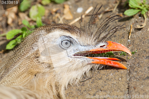 Image of Red-legged seriema or crested cariama (Cariama cristata)