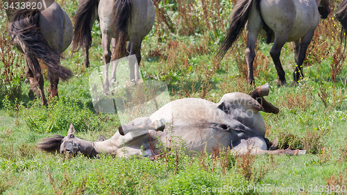 Image of Happy Konik horse