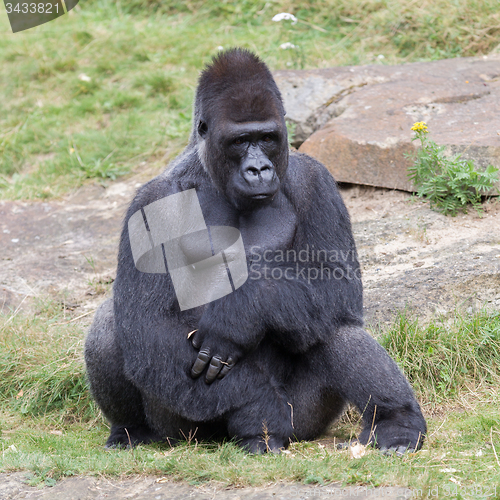 Image of Silver backed male Gorilla