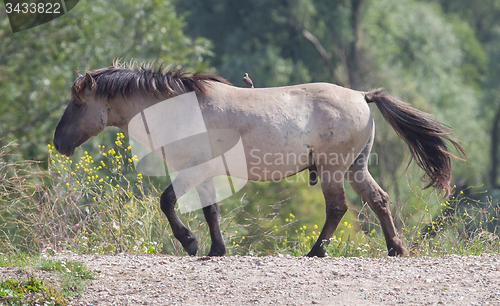 Image of Bird sitting on Konik horse