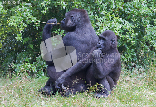 Image of Adult gorilla resting