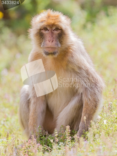 Image of Barbary Macaque (Macaca sylvanus)