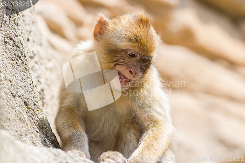 Image of Grumpy Barbary Macaque (Macaca sylvanus)