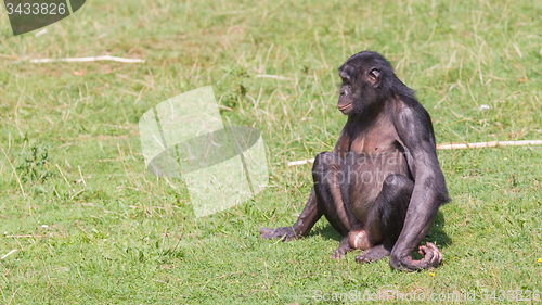 Image of Adult bonobo 