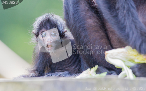 Image of Spider monkey (Ateles fusciceps)