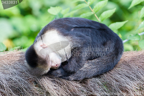 Image of Capuchin monkey (Cebus capucinus)