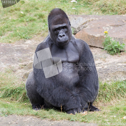 Image of Silver backed male Gorilla