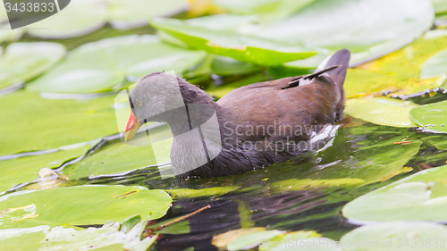 Image of Common Moorhen, Gallinula chloropus