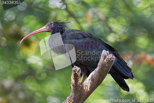 Image of Northern Bald Ibis (Geronticus eremita)