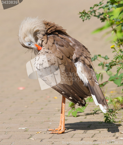 Image of Red-legged seriema or crested cariama (Cariama cristata)