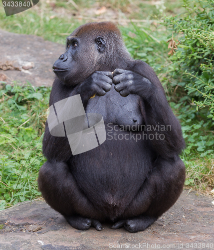 Image of Adult gorilla eating