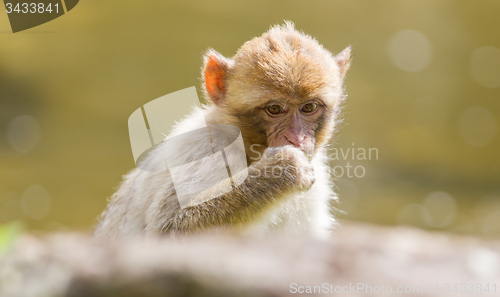 Image of Barbary Macaque (Macaca sylvanus)