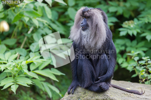 Image of Lion-tailed Macaque (Macaca silenus)