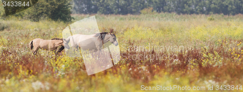 Image of Konik horses