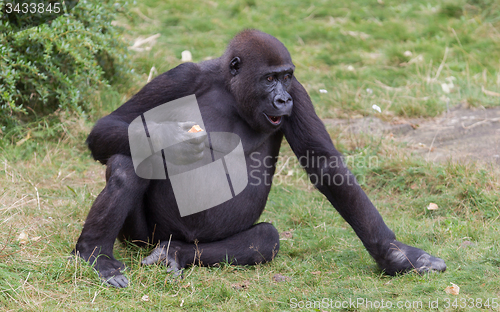 Image of Adult gorilla eating