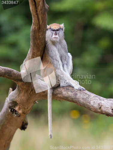 Image of Patas monkey (Erythrocebus patas