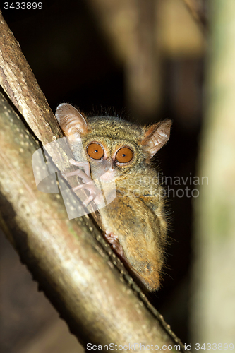 Image of Tarsius spectrum,Tangkoko National Park, Sulawesi